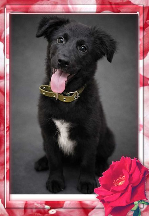 щеночек  в  добрые руки