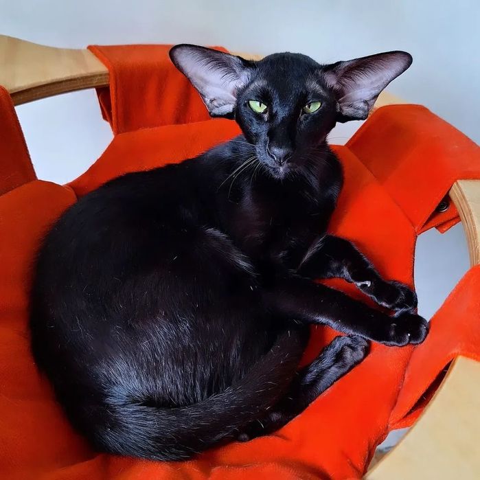 Ориентал ЧЁРНЫЙ котята !