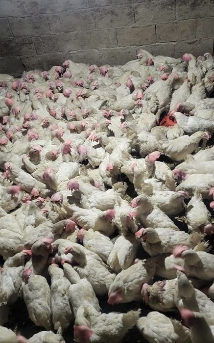 Несушки куры Деклбы куры