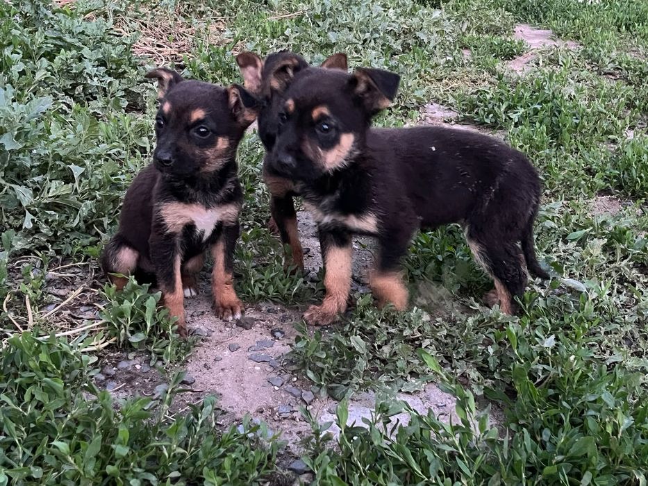 Продам щенки немецкий овчарка