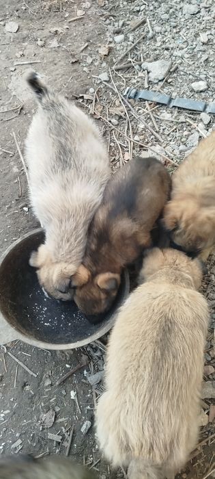 1,5-месячные щеночки - в добрые руки