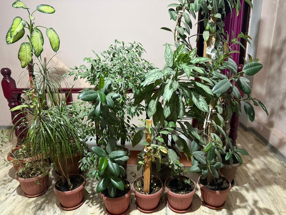 Продам комнатные цветы