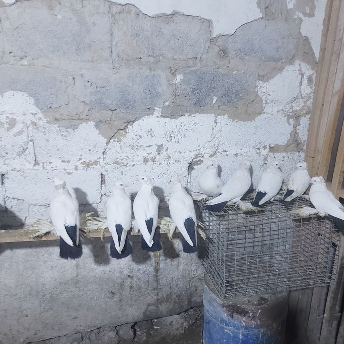 Чернахвость чубати старапародный игравые