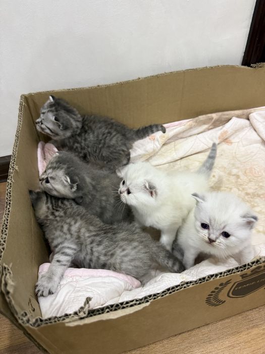 Котенок вислоухий