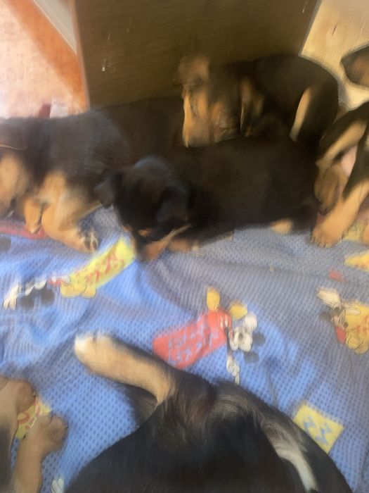 Подарявам кученца на два мевеца