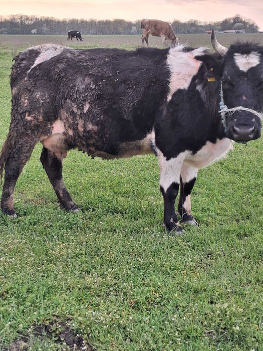 Vaci fătate de vânzare