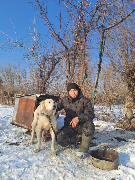 Казахская борзая