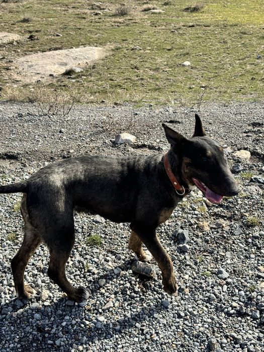 Бультерьер вязка…