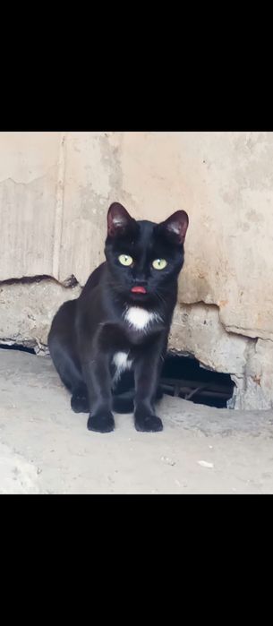 Кошечка чёрная, срочно