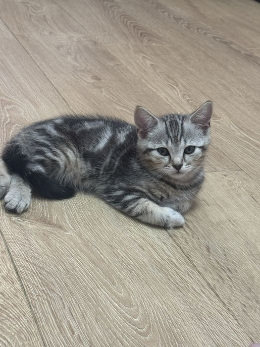 Продам котика,мальчик,2 месяца.