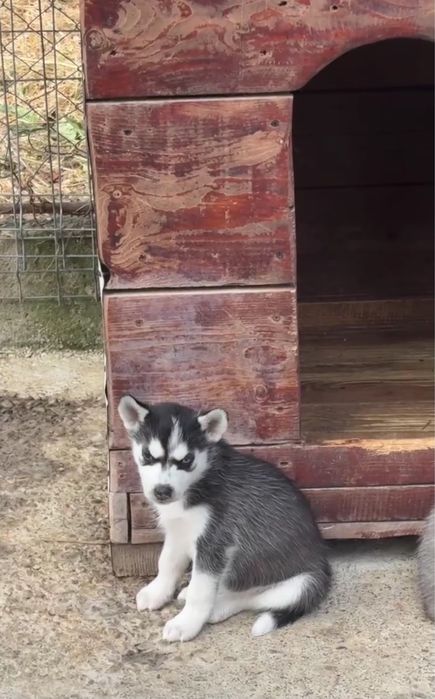 Caine husky siberian - femela 6 saptamani - vaccinati si deparazitati