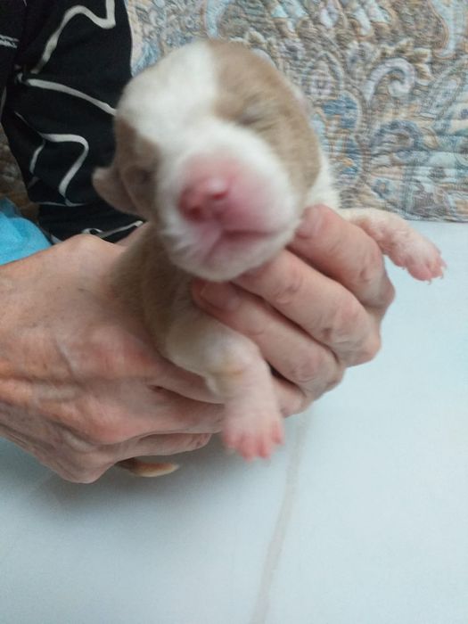 Отдам щенков. Бесплатно.