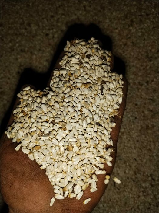 Сафлор урожай 2025года