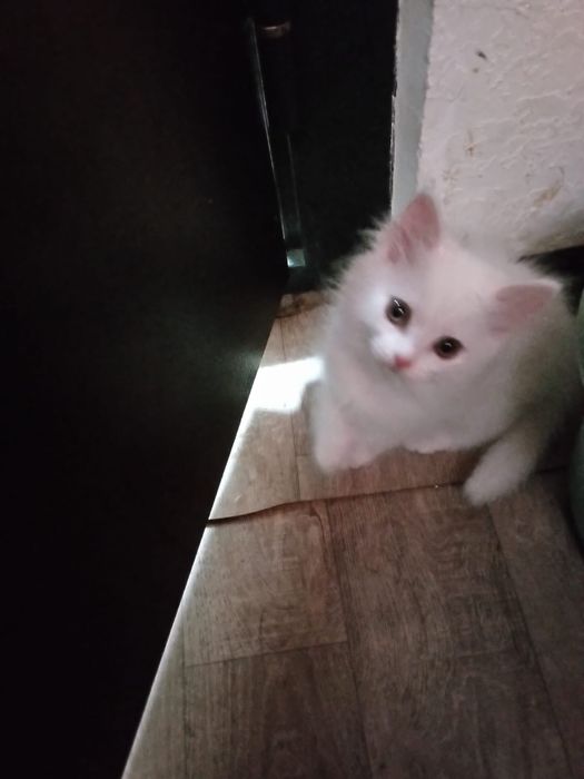 Отдам котят срочно