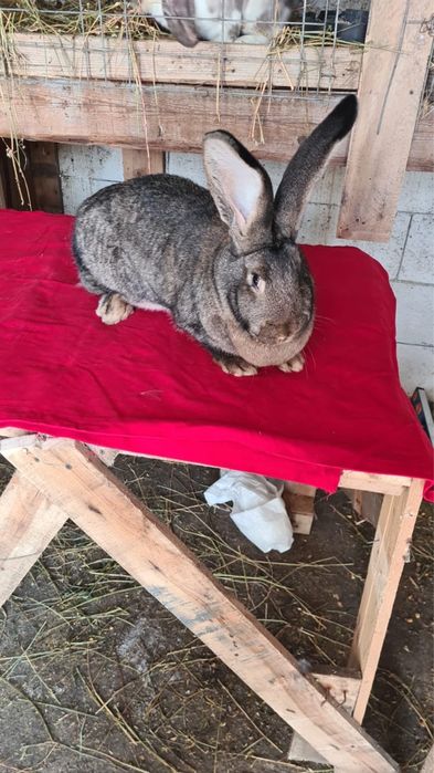 Vand iepuri berbec si uriasi germani