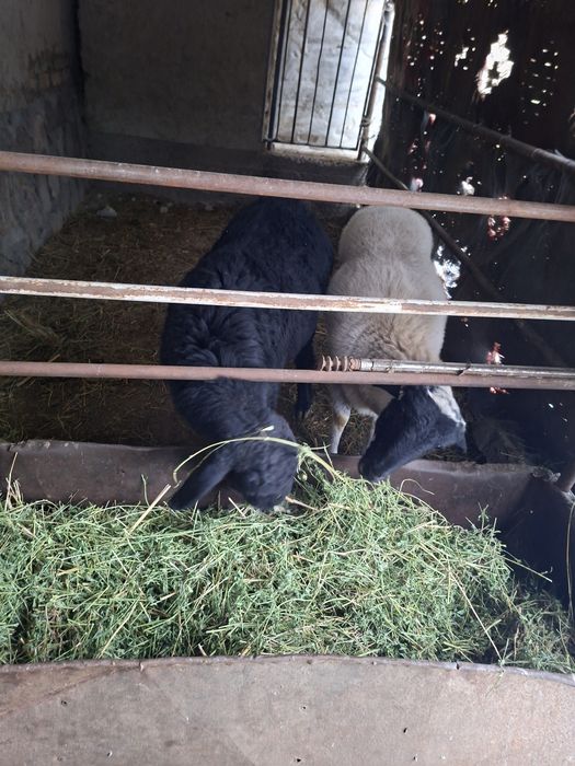 Соглом 2 та куй сотилади.