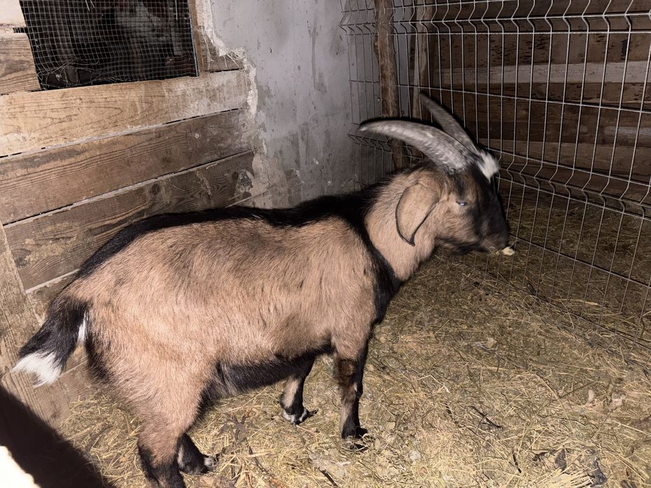 Tap de vanzare.  Are mama alpina franceza si tata anglonubian