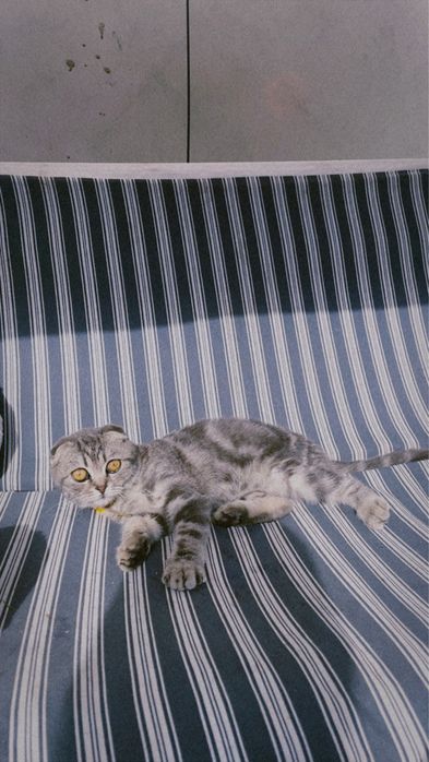 Продам котика шотланского вислоузого