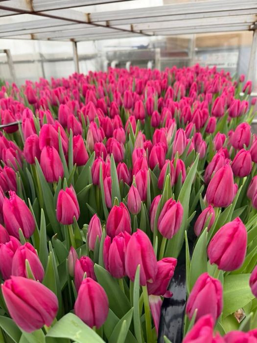 тюльпаны қызғалдақ