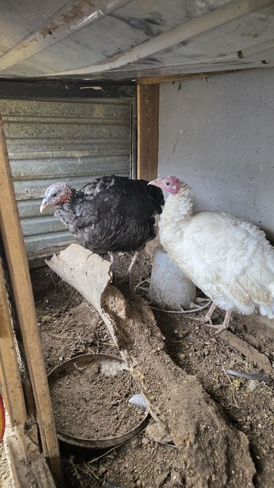 Жас аналық индуктар сатылады – 20 000 тг