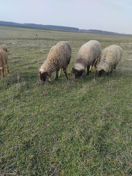 Vand berbeci  carabasi