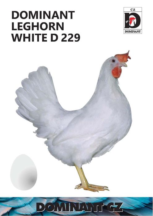 Новопронесли кокошки носачки, снасящи цветни яйца 6  МЕСЕЧНИ