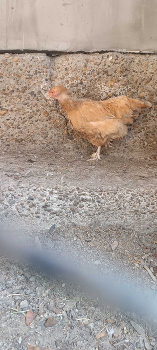 Brama  tovuqlar sotiladi