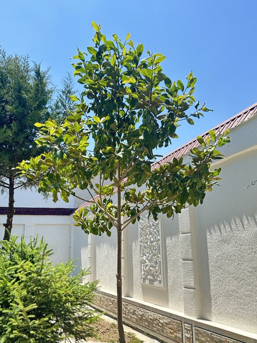 2ta Mangoliya sotiladi