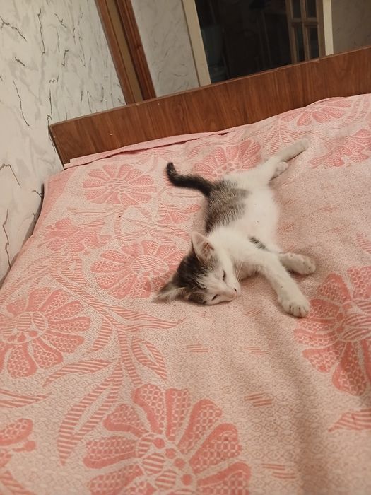 Отдам котенка добрые руки