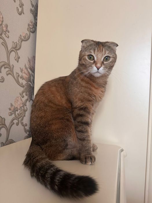 Кошка вислоухая