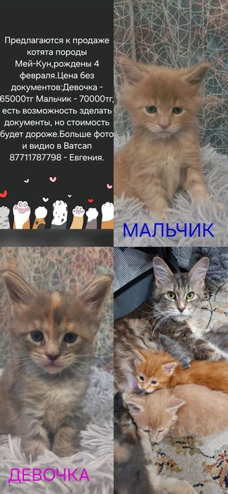 Котята Мейн куна