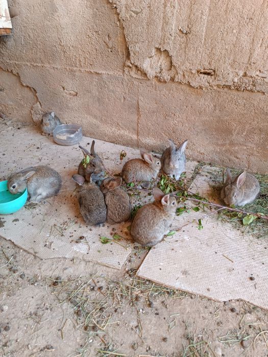 Продается крольчата