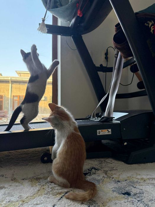 Отдам в хорошие руки, дети Трех-цветки. Меҳрибон қўлларга ҳадя!