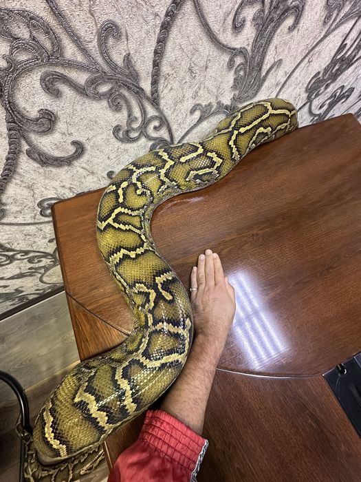 Тигровый Питон очень Крупный