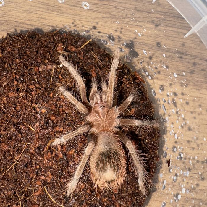 Пауки Xenesthis immanis