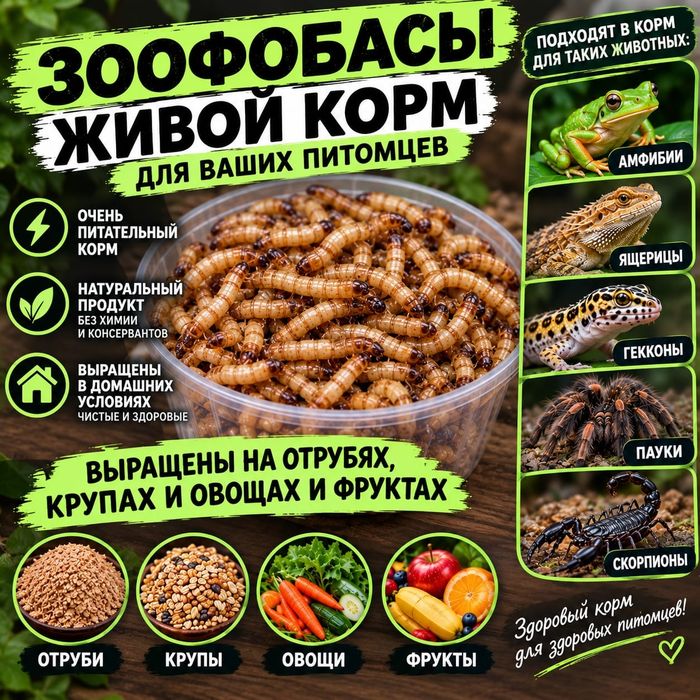 Зоофобас живой корм
