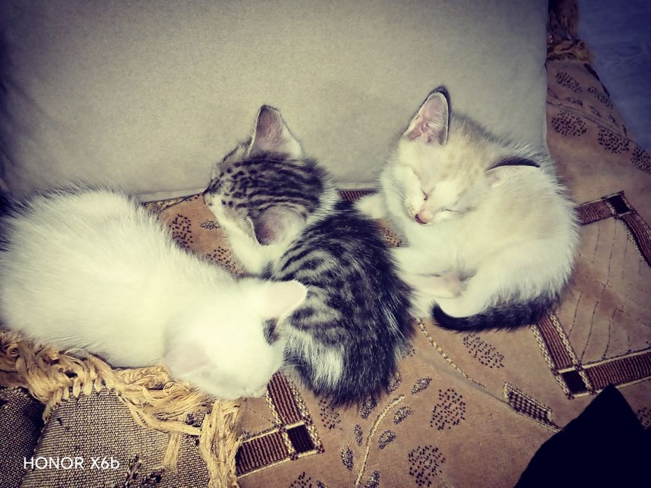 Котята все  девочки