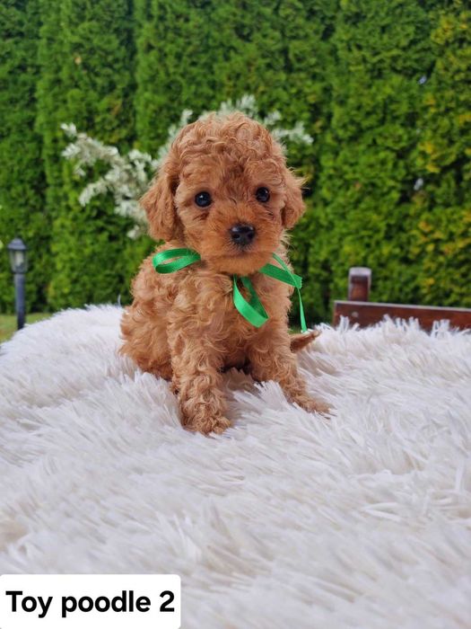 Той пудел,родители с Fci Родословие