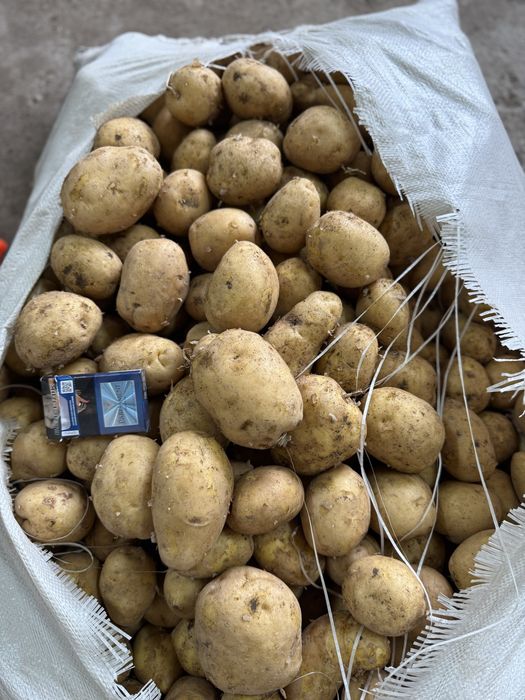 Картошка с Павлодара