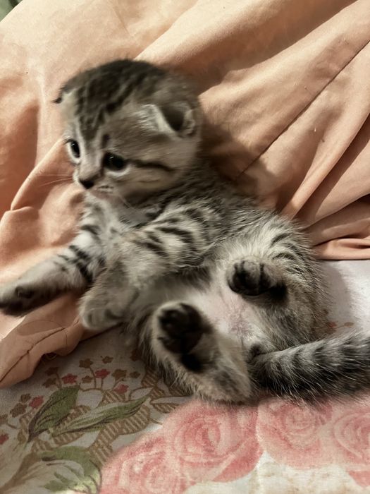 Кошка шотланская вислаухая