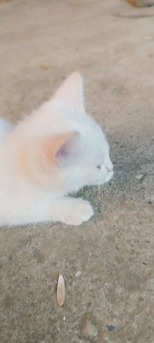 Donez pisici in adoptie