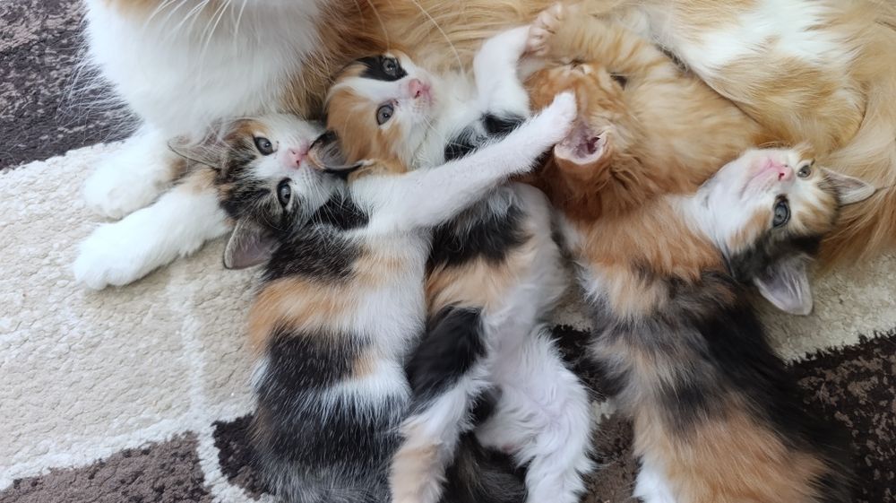 Отдам котят в добрые руки