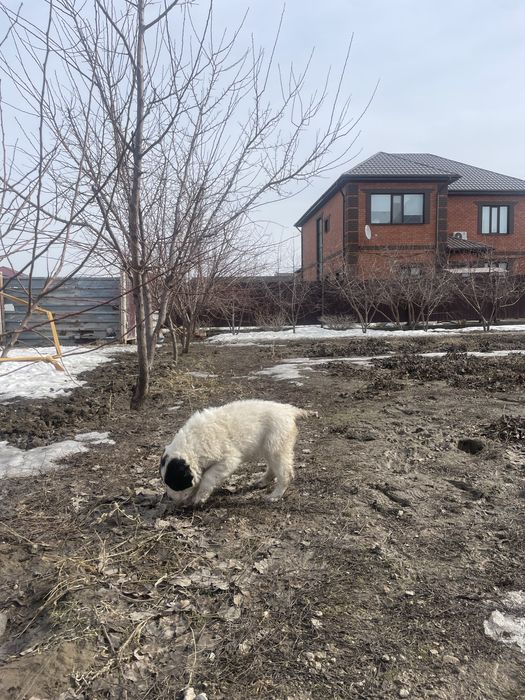 продам собаку Алабай