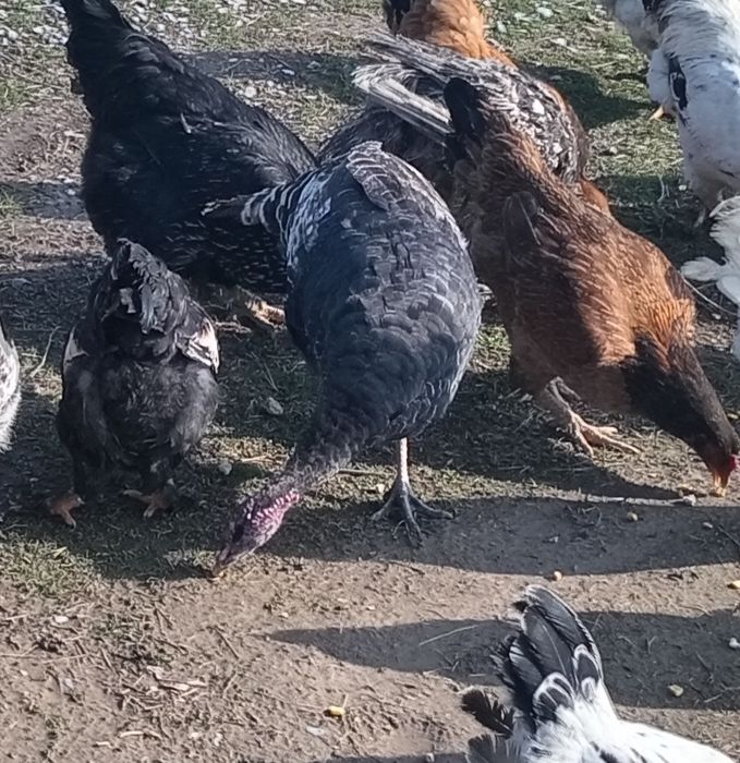 Индюктер молодые