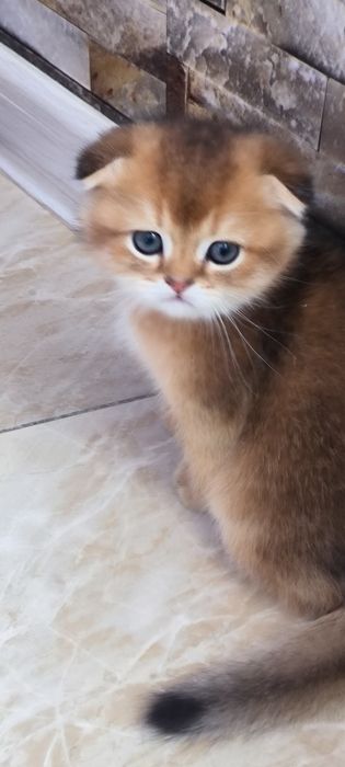 Мальчики фолд,золотая шиншила