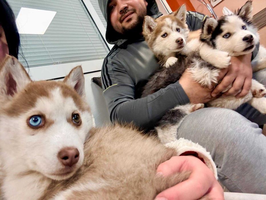 Продавам Хъски на 3 месеца