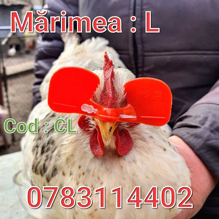 Cocosi Gaini Fazani Pauni Australorp Pasari-Ochelari MARI cu AC - CL