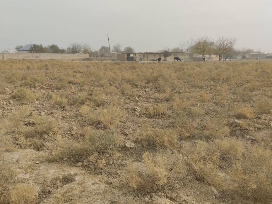 Кумкургон туманида