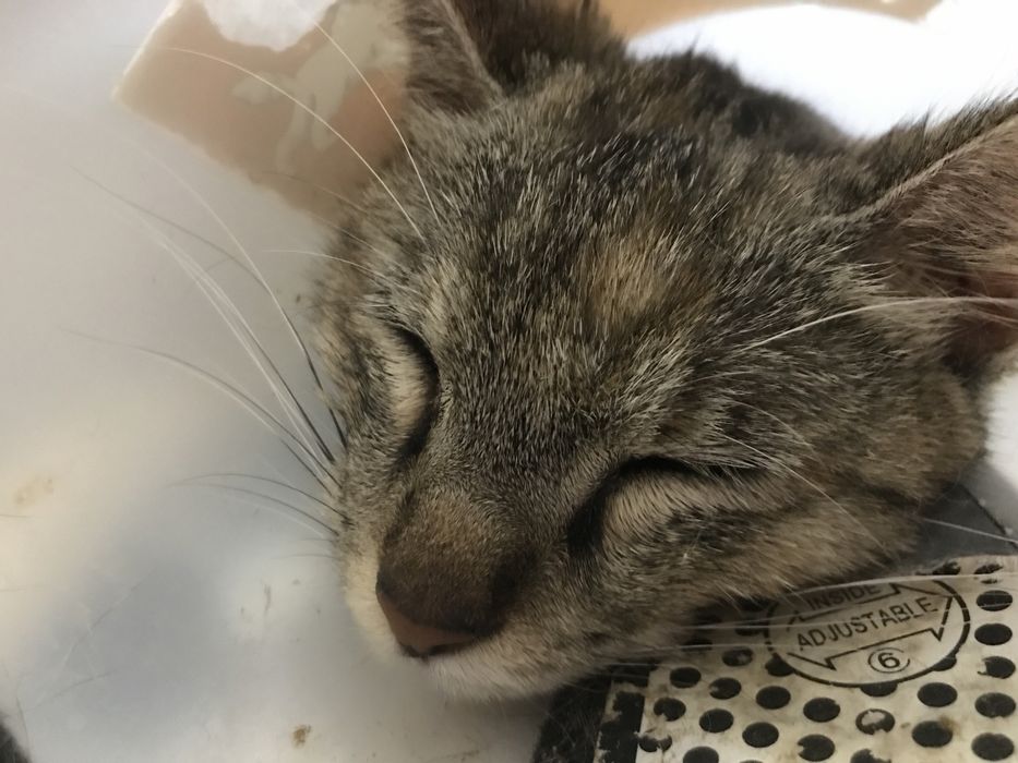 Пристраиваю 6 месячную кису в хорошие руки