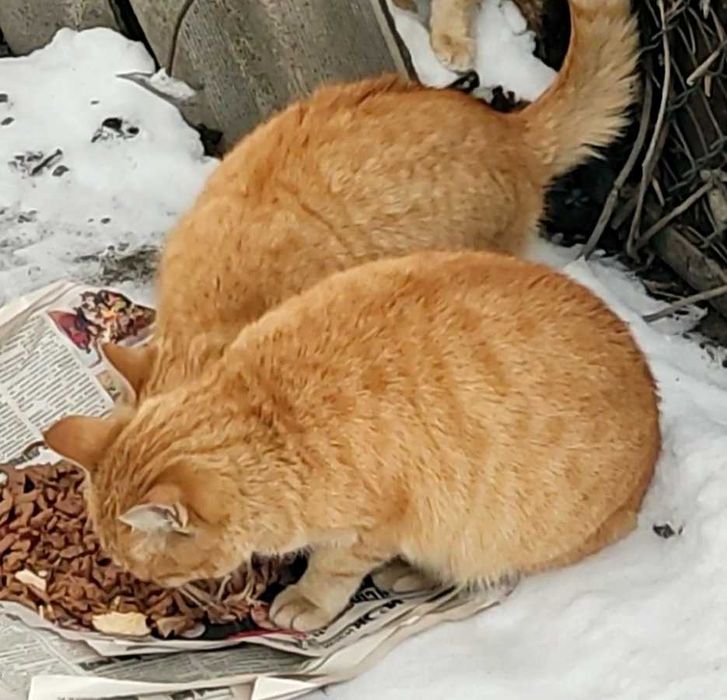 Молодые стерилизованные котики ищут дом.